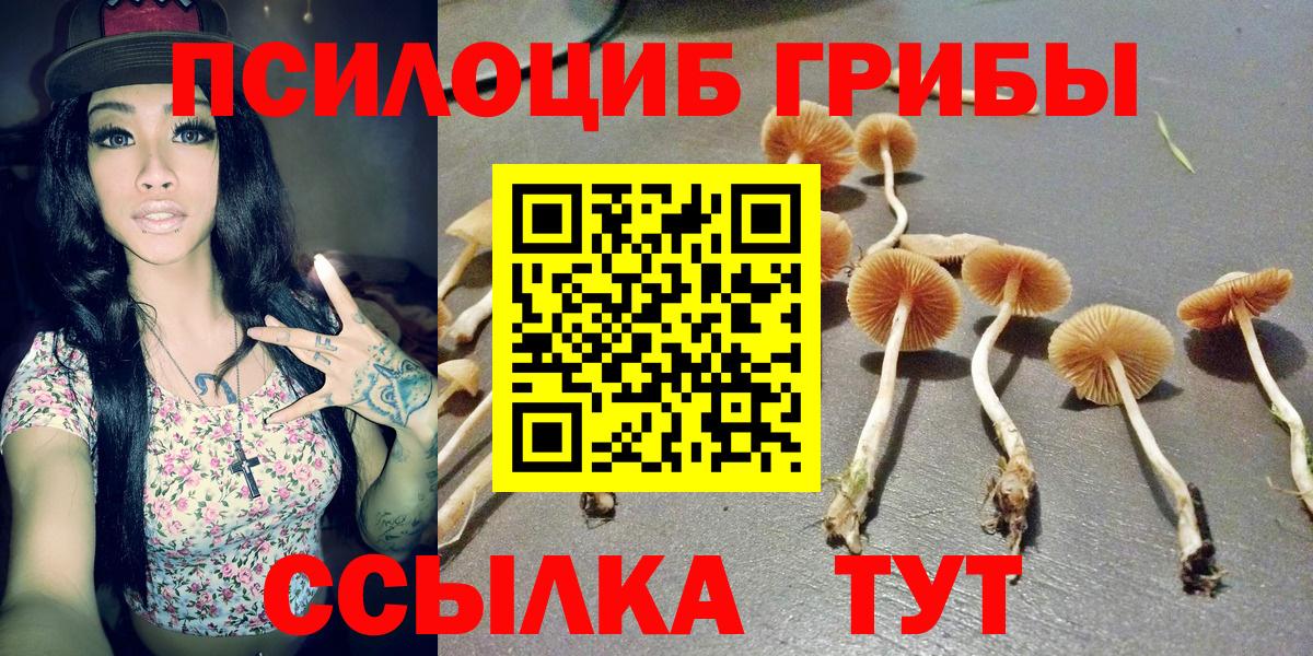 Галлюциногенные грибы Psilocybe  Вход с VPN  Грязи  Псилоцибиновые грибы Psilocybine cubensis 